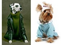 Manteau chien, vtement pour chiens : les conseils de MorinFrance.com
